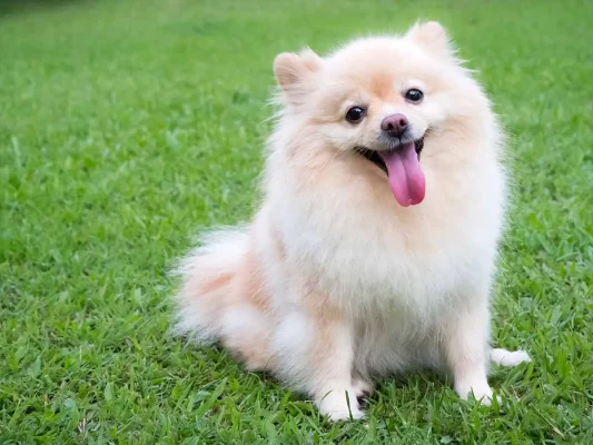 How to Choose a Pet Food Store in the UK