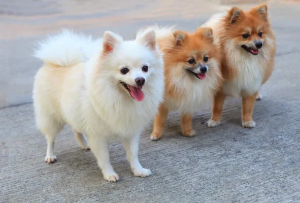 The 7-point checklist for any pet food store