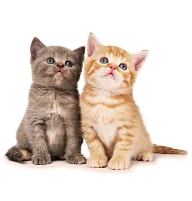 The Pet Food