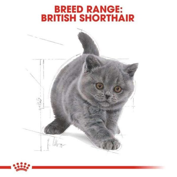 Royal Canin British Shorthair Kitten Dry Food - Image 8